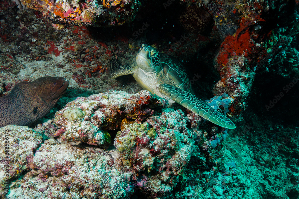 Sea Turtle at the Maldives Sea Turtle at the Maldives