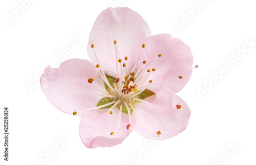 sakura flowers isolated photo