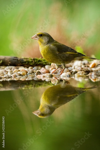 Green finch sitting on lichen shore of water pond in forest with beautiful bokeh and flowers in background, Hungary, bird reflected in water, songbird in nature lake habitat,mirror reflection