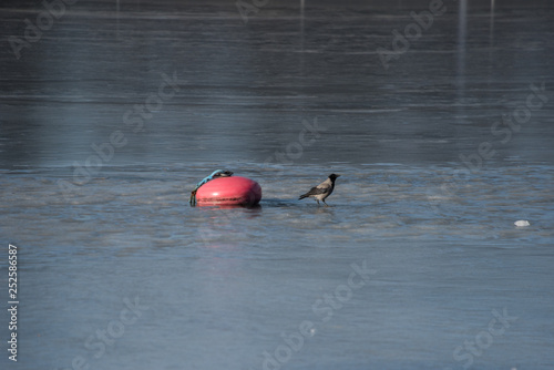 Crow and a buoy on a icy lake at the Djurgården island in stockholm photo