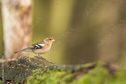 common chaffinch sitting on wood trunk in forest with bokeh background and saturated colors, Hungary, songbird in nature forest lake habitat, cute small colorful bird in its environment in wildlife