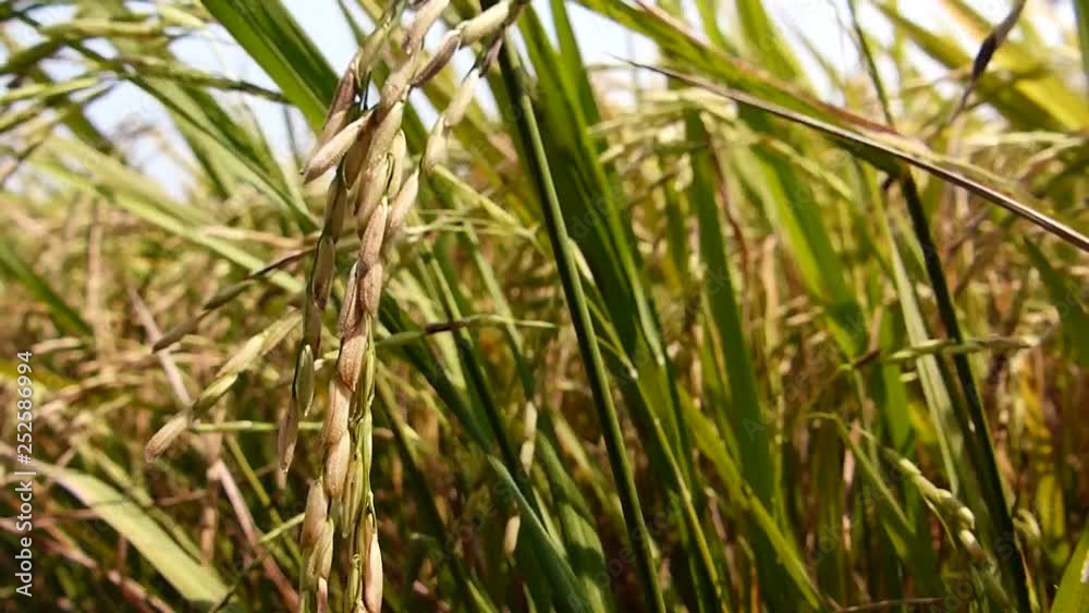 Rice grains ready to be harvested in the summer