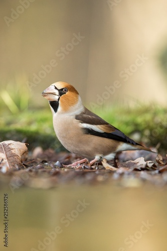Hawfinch sitting on lichen shore of pond water in forest with bokeh background and saturated colors, Hungary, songbird in nature forest lake habitat, cute small bird in its environment in wildlife