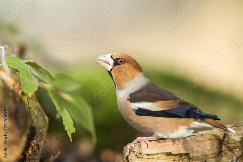 Hawfinch sitting on wodden trunk near pond in forest and drinking water, bokeh background and saturated colors, Hungary, songbird in nature forest lake habitat,environment,wildlife scene from nature © Ji