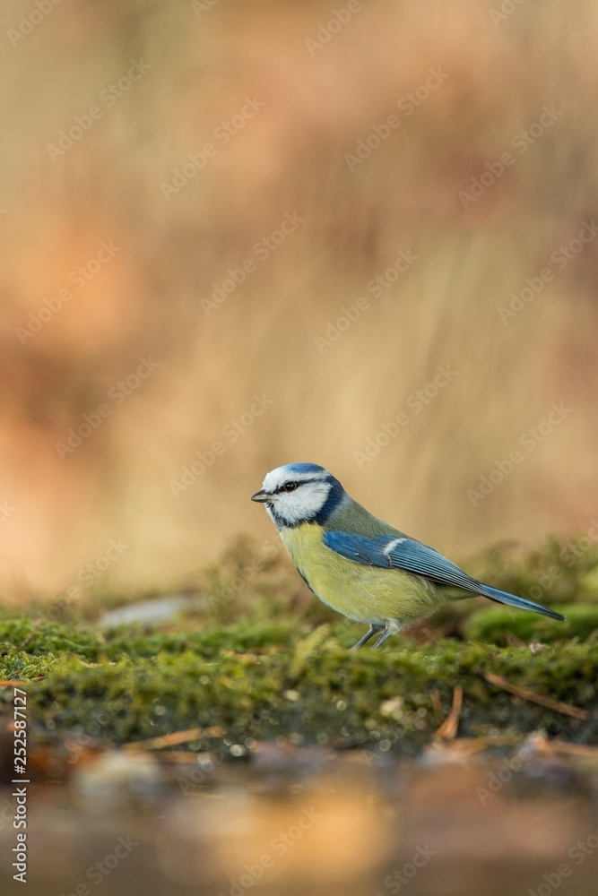 Obraz premium Blue tit sitting on lichen shore of pond water in forest with bokeh background and saturated colors, Hungary, songbird in nature forest lake habitat, cute small bird in its environment in wildlife