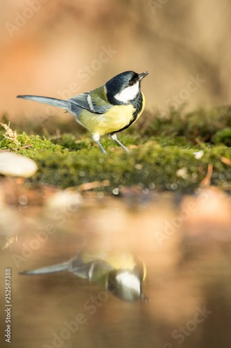 Great tit sitting on lichen shore of pond water in forest with bokeh background and saturated colors, Hungary, bird reflected in water, songbird in nature lake habitat, mirror reflection