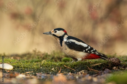 Woodpecker sitting on lichen shore of pond water in forest with clear bokeh background and saturated colors, Germany,black and white bird in nature forest habitat, wildlife scene,Europe © Ji