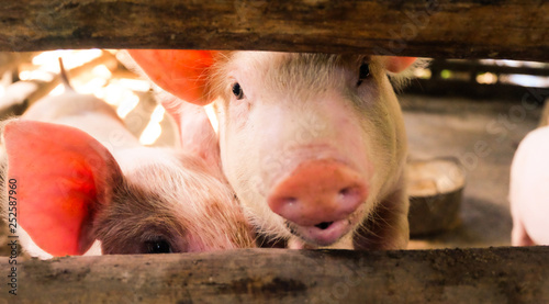 The close-up piggy image is shocking.