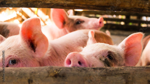 Piglets are playing in the stall.