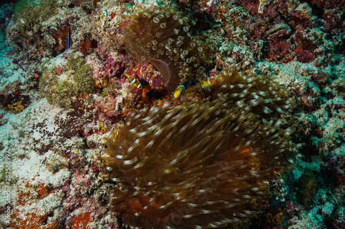 Anemone coral and fish at the Maldives © Mina Ryad
