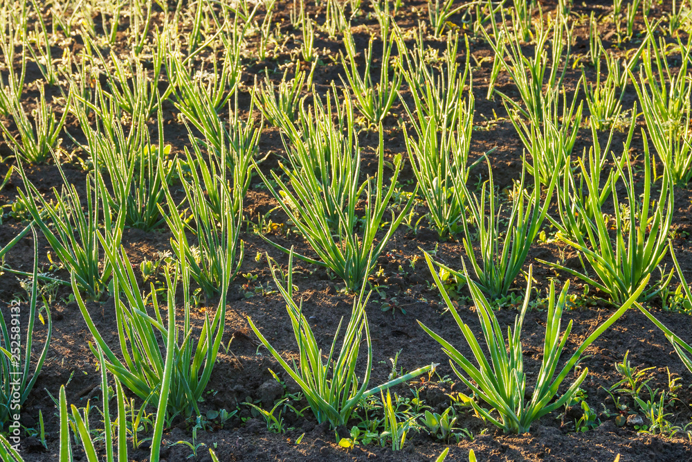 Obraz premium Green onion sprouts sparkling in the morning sun in spring