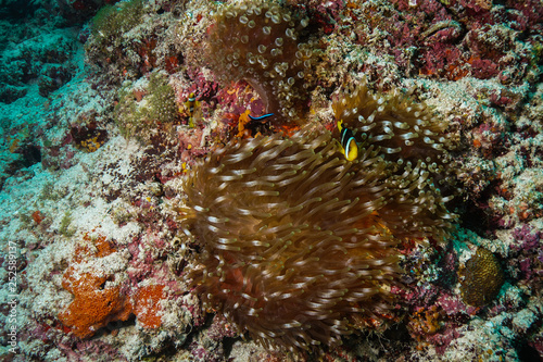Anemone coral and fish at the Maldives