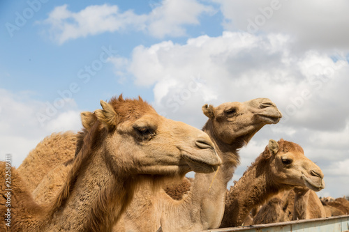 Camels on the farm begging for food from tourists