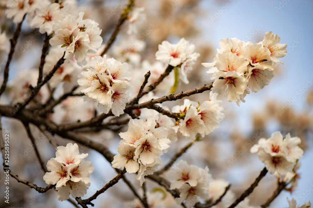 Flores del almendro en floración atardecer fondo vídeo
