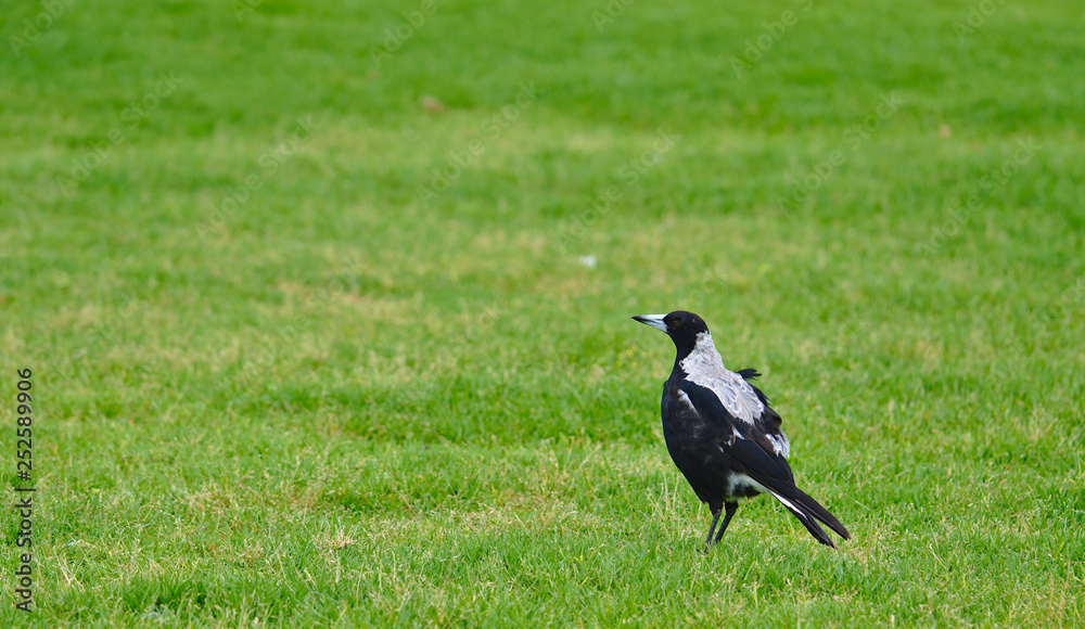 Obraz premium Magpie bird standing on green grass