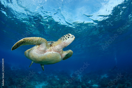 Amazing underwater world - Green turtle - Chelonia mydas. Apo Island  the Philippines.