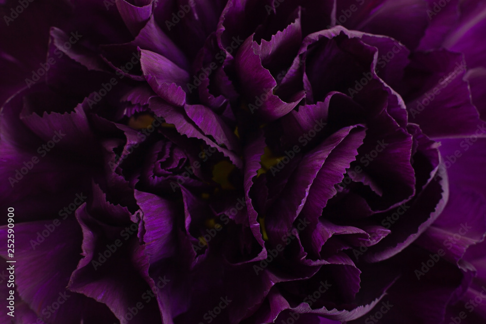 Obraz premium Purple carnation flower