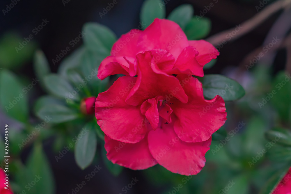Pink blooming azalea in the garden. Natural background. Pink blooming azalea in the garden. Natural background.