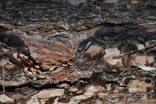 Nature wood beckgraund