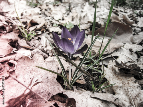 A purple crocus flower between fall leaves