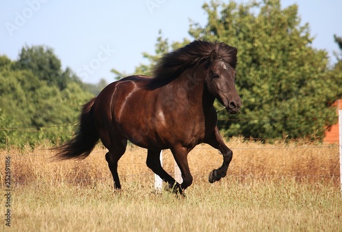 dark icelandic horse is running on the paddock in the sunshine