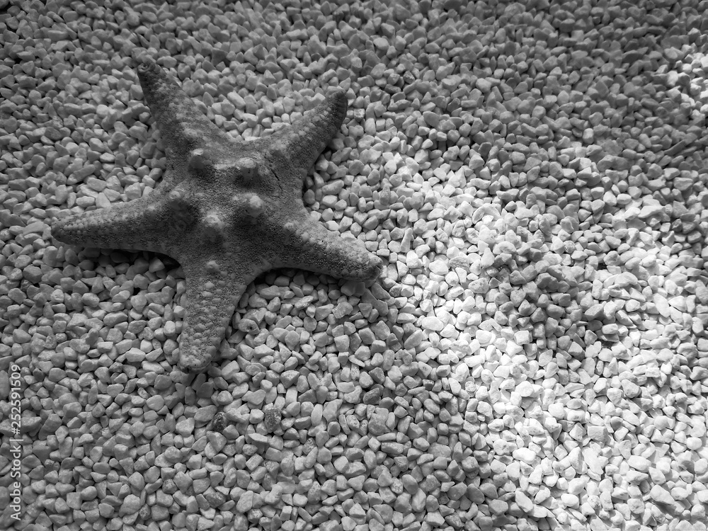 yellow starfish on small white marble chips close up yellow starfish on small white marble chips close up