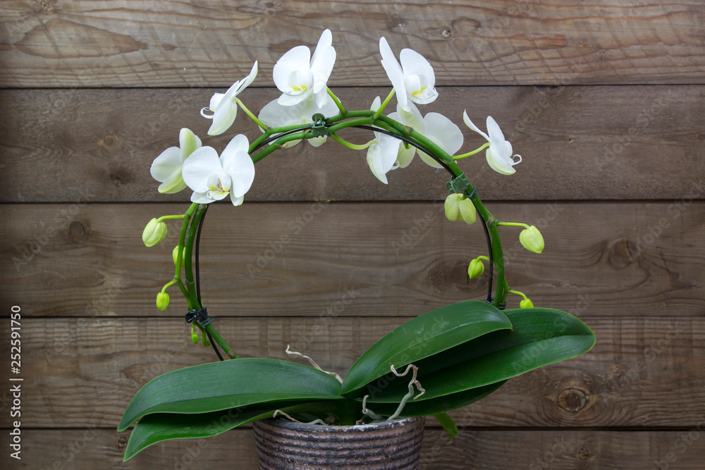Fototapeta Piękna biała orchidea w doniczce - Phalaenopsis