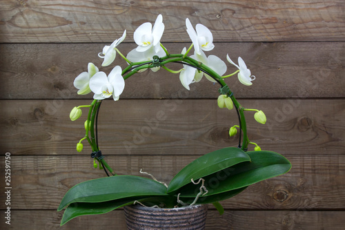 Beautiful white orchid in a flowerpot - phalaenopsis
