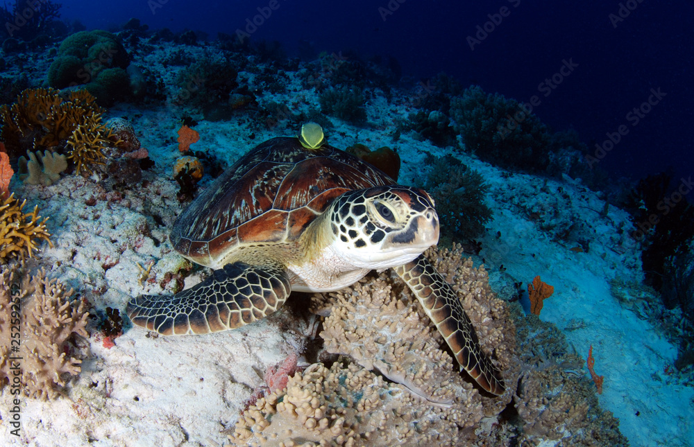Naklejka premium Amazing underwater world - Green turtle - Chelonia mydas. Apo Island, the Philippines.