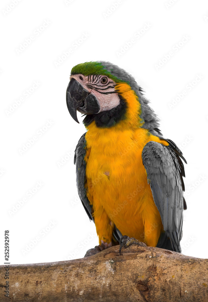Colorful macaw birds, Parrot isolated on white background of file with Clipping Path .