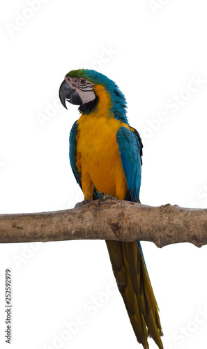 Colorful macaw birds, Parrot isolated on white background of file with Clipping Path .