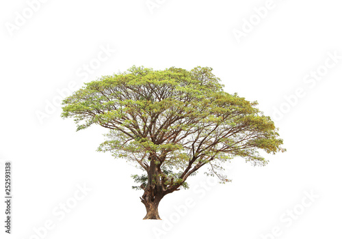 big tree isolated on white background