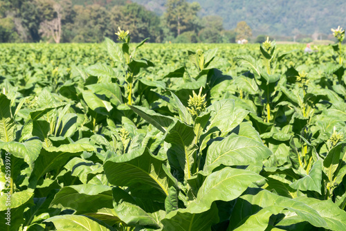 Leaves and flower of tobacco on framland