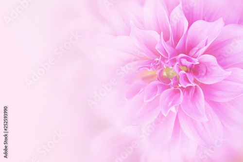pink dahlia flower background in soft tone with copy space for greeting cards 