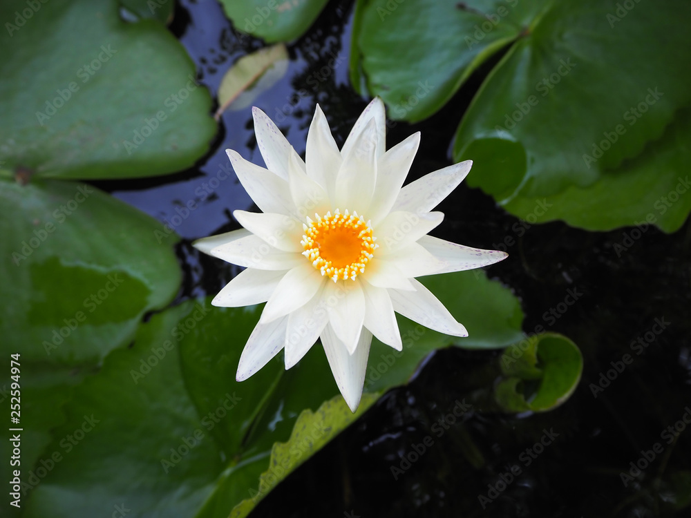 Beautiful white waterlily or lotus flower Beautiful white waterlily or lotus flower