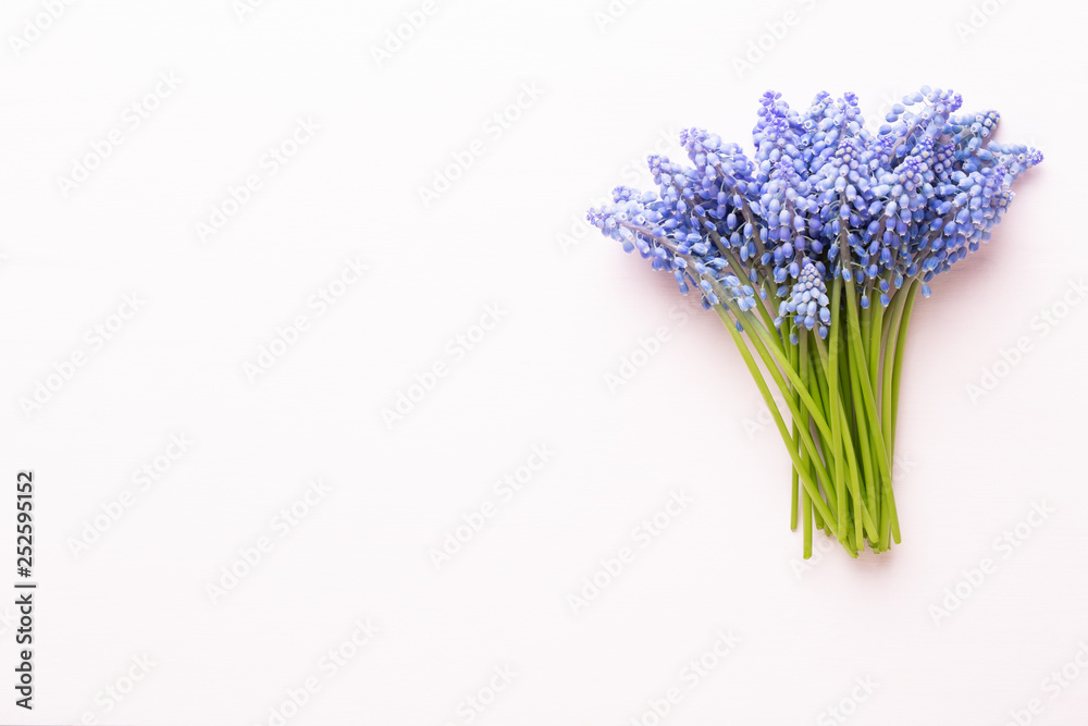 Spring blue muscari flowers. Muscari flowers on pink pastel background. Spring greeting card.