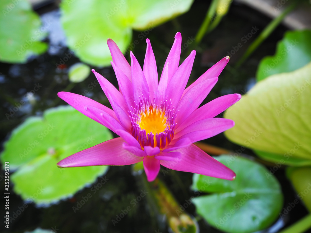Beautiful pink waterlily or lotus flower Beautiful pink waterlily or lotus flower