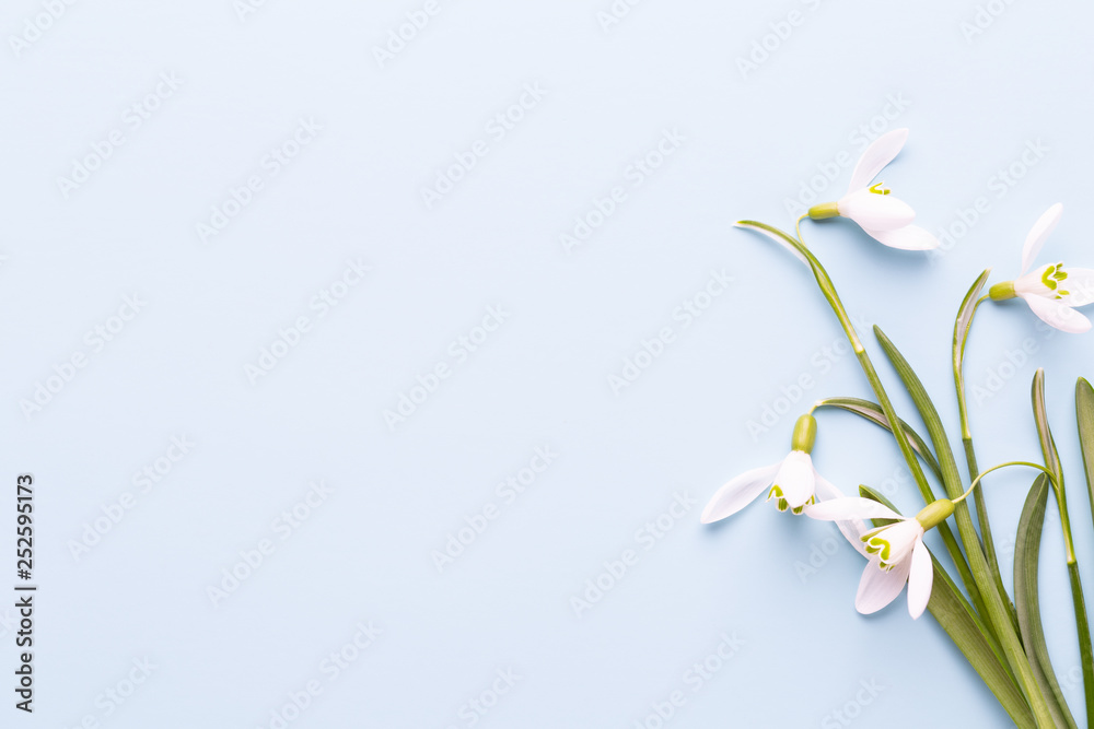 Fresh snowdrops on blue background with place for text. Spring greeting card. Mother day. Flat lay. Fresh snowdrops on blue background with place for text. Spring greeting card. Mother day. Flat lay.