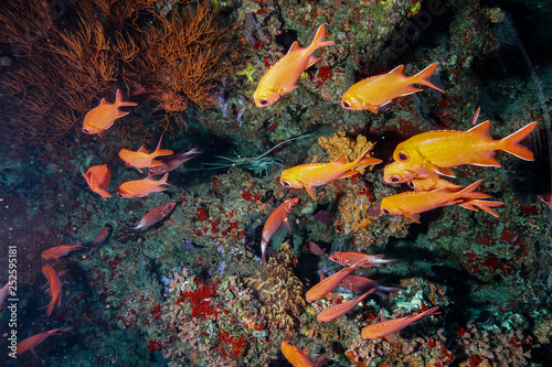 Fototapeta Naklejka Na Ścianę i Meble -  Coral Reef at the Maldives 