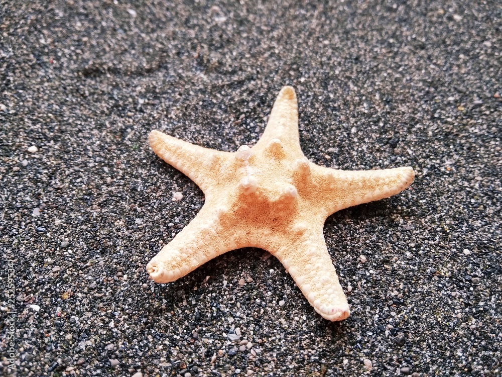 texrure yellow starfish on black sea sand texrure yellow starfish on black sea sand