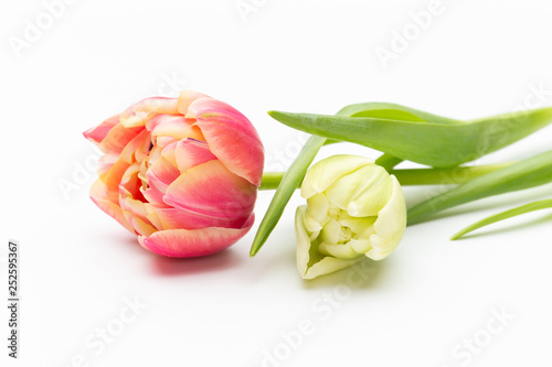 Pink color tulips on the white background. Retro vintage style.