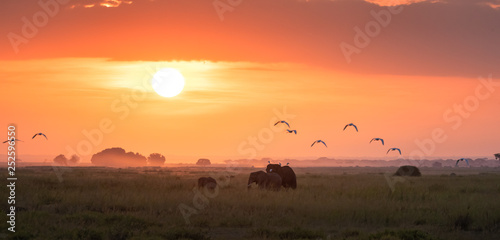 Elephants at sunrise in Amboseli National Park photo