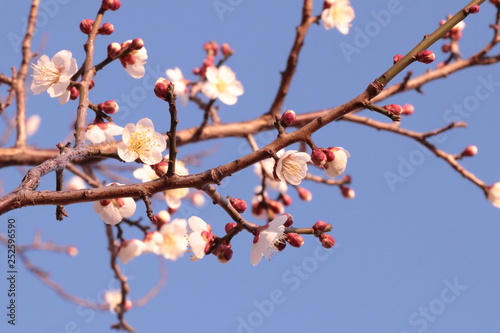 japanese apricot