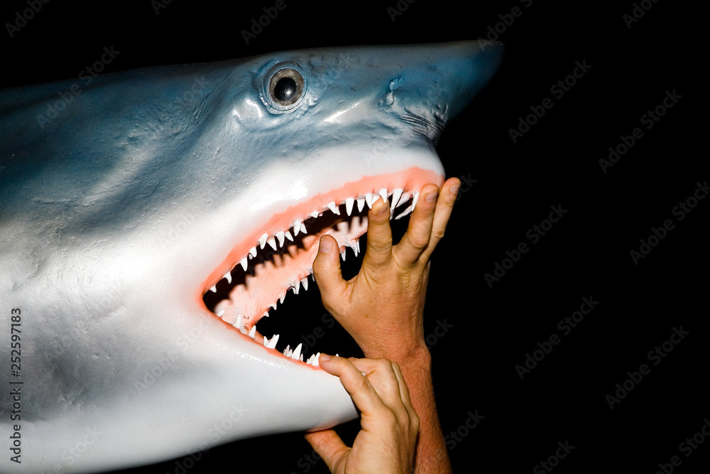 Male hands open the jaws of a great white shark.