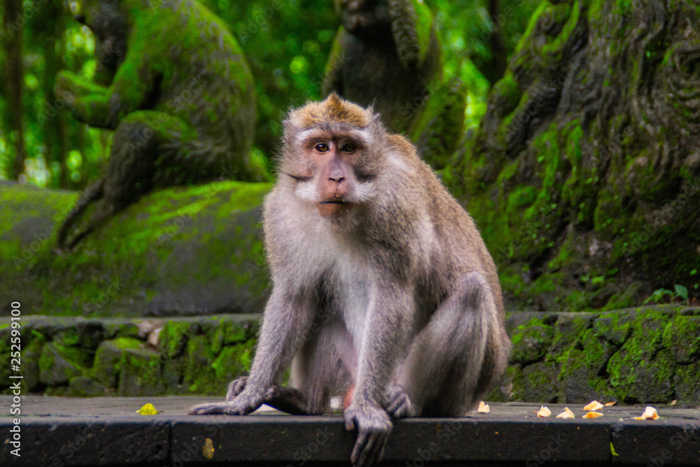 Animal/Wildlife concept. Close up view of the macaque monkey in Monkey Forest Ubud, tourist popular attraction/destination in Bali, Indonesia. 