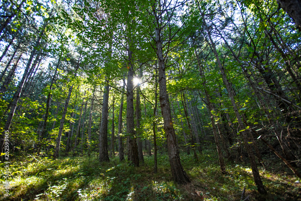 Fototapeta premium green forest background