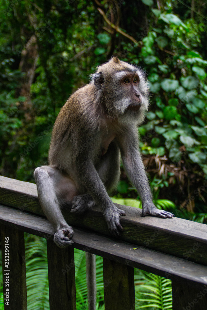 Animal/Wildlife concept. Close up view of the macaque monkey in Monkey Forest Ubud, tourist popular attraction/destination in Bali, Indonesia. 