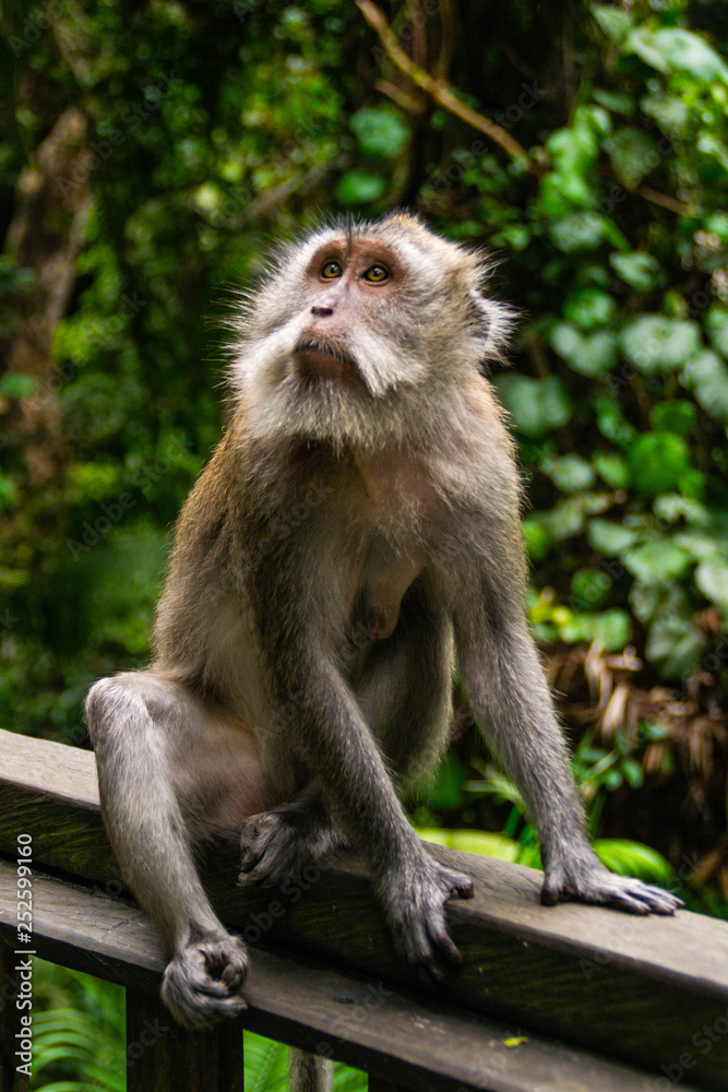 Animal/Wildlife concept. Close up view of the macaque monkey in Monkey Forest Ubud, tourist popular attraction/destination in Bali, Indonesia. 