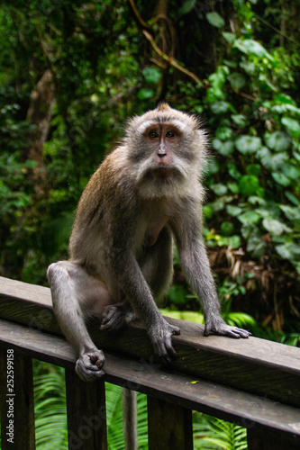 Animal/Wildlife concept. Close up view of the macaque monkey in Monkey Forest Ubud, tourist popular attraction/destination in Bali, Indonesia. 