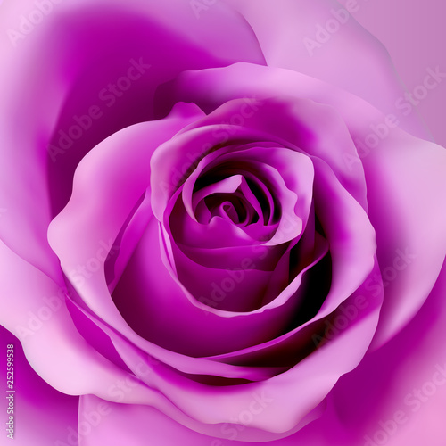Square background with violet realistic rose. 3d rose bud vector illustration.